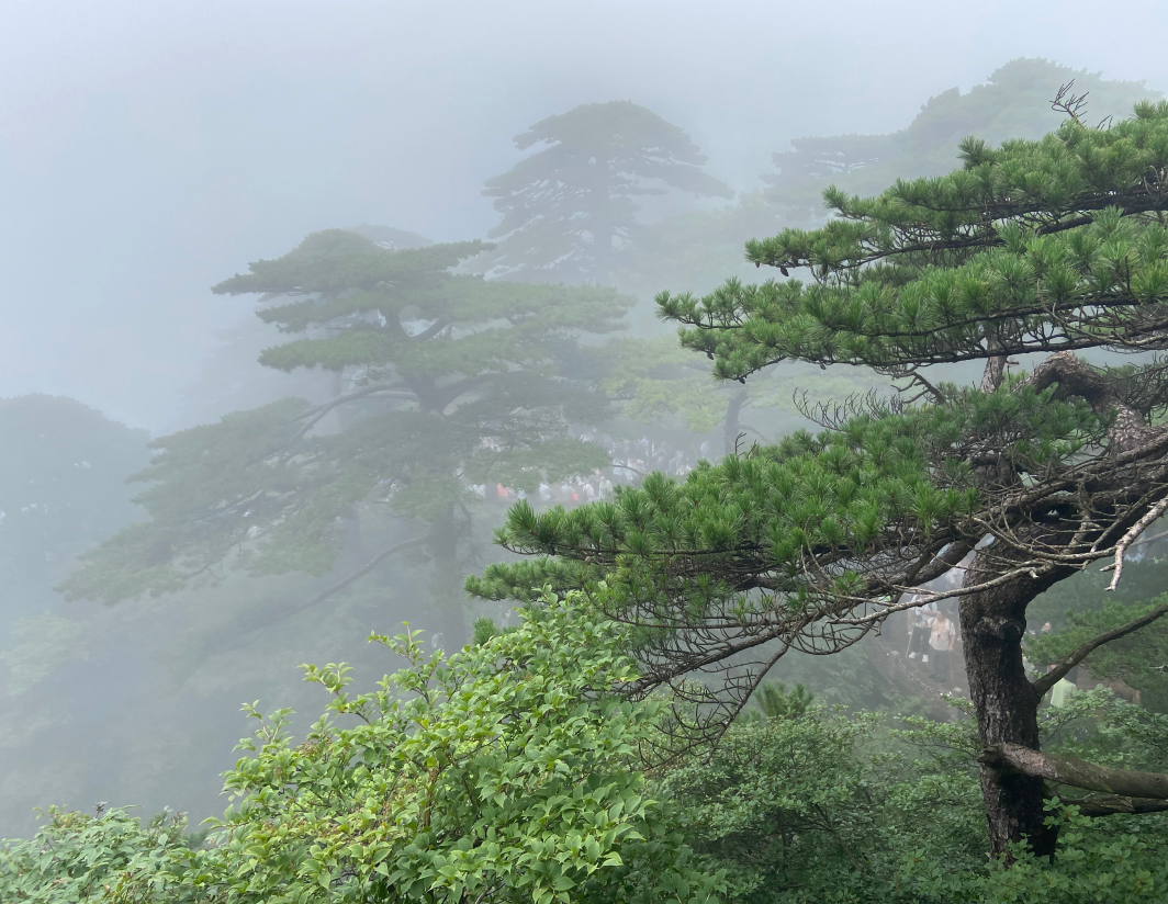 1786947822.png 登临黄山2.png